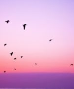 birds in flight against a twilight sky